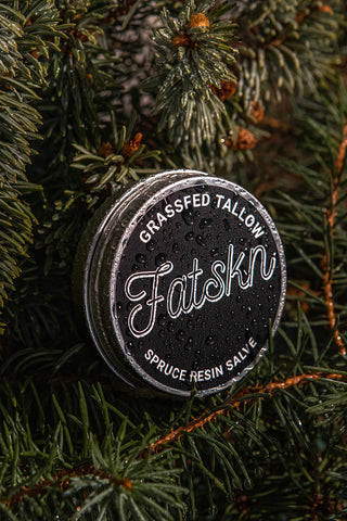 Spruce Resin tallow salve in a spruce branch.