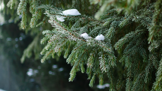 The Ultimate Pro Metabolic Gift Guide: 50 Wellness Gift Ideas for Everyone on Your List