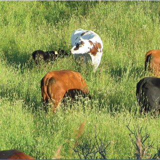 Why Grassfed? The Importance of Happy, Healthy Herds for You, Your Skin, and the Earth.
